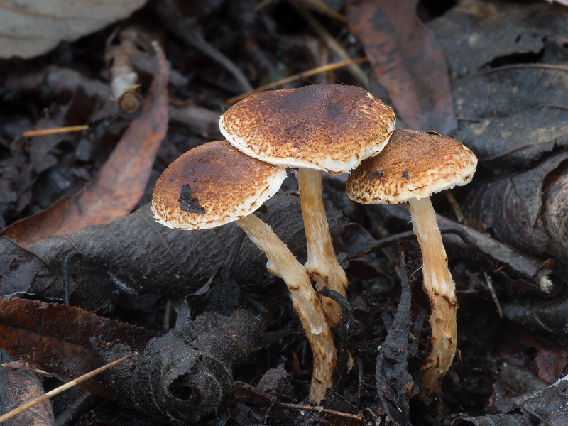 Lepiota castanea